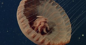 Relaxing Footage of 29 Different Species of Gently Floating Jellyfish