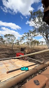 This is how Australian bull catchers stop wild cattle fast #BullCatcher #OutbackWork | Mary Bravo