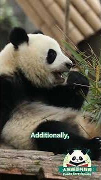 【Panda Encyclopedia】Why Do Giant Pandas Eat Bamboo? | iPanda