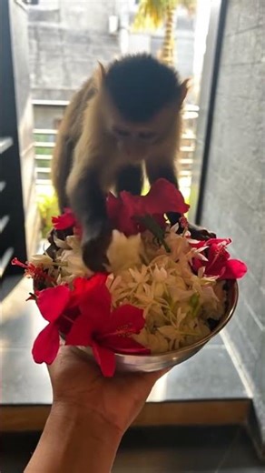 Monkey and flowers
