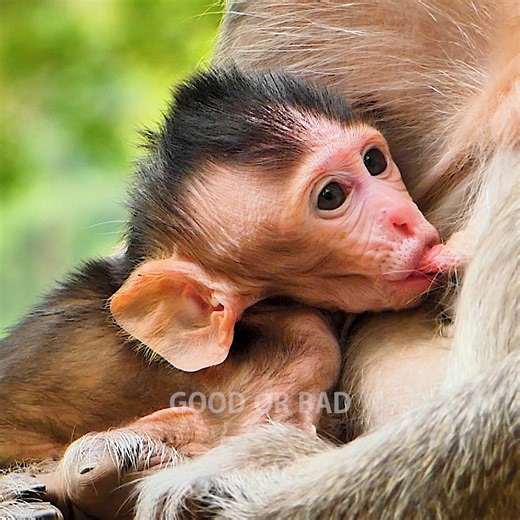 Sweet.. Nice to see mum well nursing her little baby monkey daily | Good Or Bad