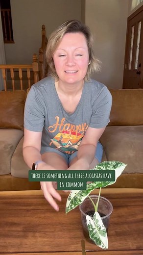 Fluval Stratum saved all of my Alocasias! I use this specifically to rehab, and then I will switch to a different medium. I found that it breaks down quickly and can be a fungus gnat farm if you aren’t careful. Shout out to @MonsteraEtc for suggesting stratum, it was a game changer! It’s linked in my bio if you want to grab it from my Amazon storefront. 😊 #alocasiacare #fluvalstratum #plantlover #planttiktok #plantok