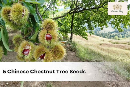 Chinese Chestnut Tree | Castanea Mollissima, Ornamental Shade (5 Seeds) - Etsy