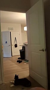 what does a $50 laser pointer look like?