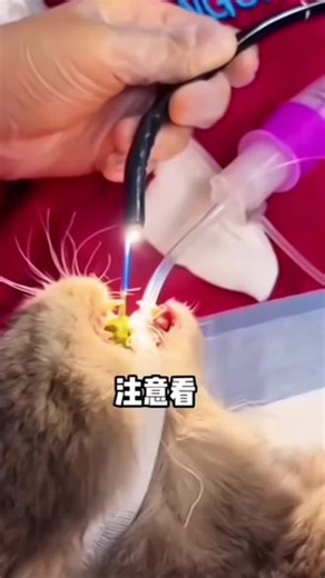 达人专属派维多化毛膏猫咪专用营养排毛球膏化毛猫化毛球片排毛粉#猫咪好物推荐 #这个猫头好上头 #养宠人也太卷了 #聪明的狗狗成精了
