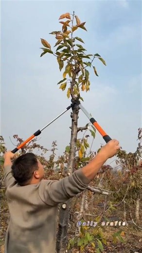 تقليم فروع الأشجار الزائدة باستخدام أداة يدوية