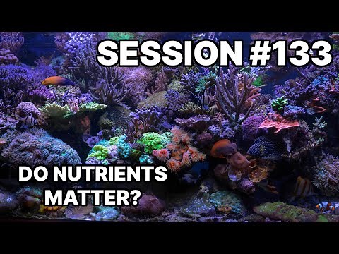 What Are The Ideal Nutrient Levels For A Reef Tank? | #133