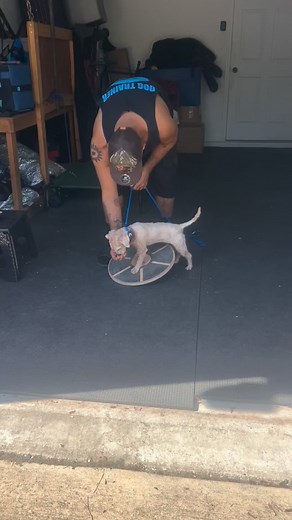 49 reactions · 8 comments | Little Miss Daisy working that wobble board! #MiniPoodle #PoodleLove #PoodleLife #DogTrainingForPetOwners #WobbleBoardFun HappyPets SmartPup PoodleParents DogEnrichmentIdeas PetOwnerLife TrainingAtHome SmallDogTraining PoodlePuppy DogLifestyle EverydayTraining FunWithDogs CuteDogsOfInstagram PetTrainingTips DogMomLife DogDadLife | The Evolved K9 | Facebook