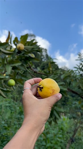 Tinkuli la guava khako 😍😍😍 | Malati Rai