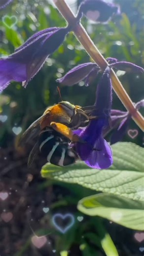 Hahahaha @rewildingsuburbia this is what the bees think about when I am hanging around. #funny #bees #fyp #girlsinpink #photographer #beesofinstagram #passion #insects | Norma May Honey