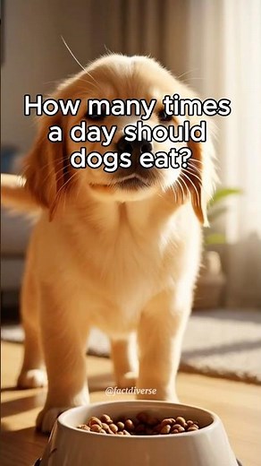 How many times a day should dogs eat?