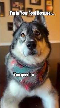 Funny Husky Howling Moments That Will Make You Laugh #huskylife #howling #doghumor #comedy