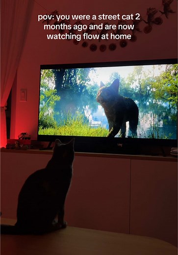 Transforming from Stray to Home: A Cat's Journey