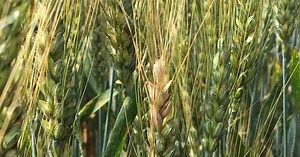 Wheat School: Minimize risk of fusarium graminearum by testing seed