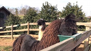 81K views · 1.3K reactions | Surround yourself with llamas and other farm animals while you sip wonderful wines made at Divine Llama Vineyards. | Visit North Carolina | Facebook