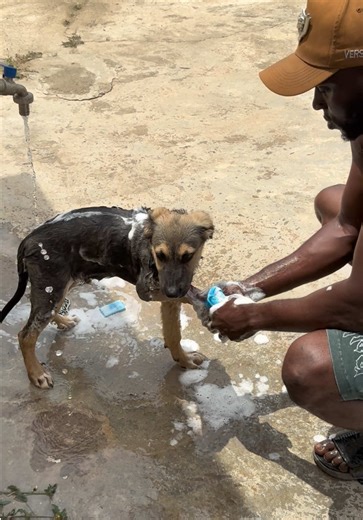 Rex's Nigerian Bath Time Adventure