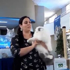 Check out the incredible feline footage from recent TICA shows and find your next cat at the link below! https://bit.ly/36BBYHz | TICA - The International Cat Association, Inc.
