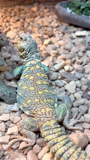 This Lizard Is Incredible #exoticpets #reptiles #lizard #petlizard #reptilelife #uromastyx