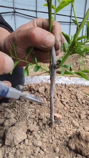 99% successful fruit tree grafting method 🍃 | High Success Fruit Tree Grafting #nature #farming #yt