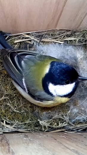 Bird is ecstatic over her two eggs #nature #birdwatching #wildlife #nestbox #spring #livecam | Nest Box Live