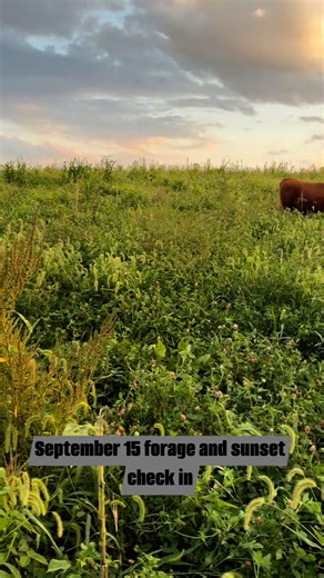 It’s been a little bit since we have focused on our forage and what our cows are eating. Let’s take a peek at what their diet looks like late this summer in a weird year for moisture. | Mud Ridge Ranch