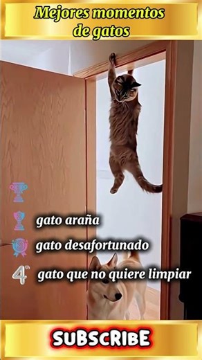 5 gatos, 5 momentos épicos! 😻😂