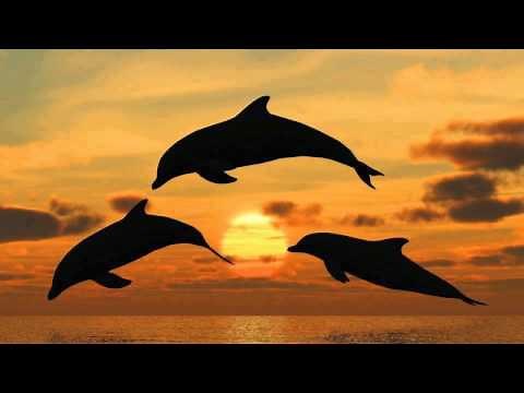 SONIDO DE DELFINES, CANTO DE DELFINES, DOLPHINS SOUND, DOLPHINS SONG. 海豚声