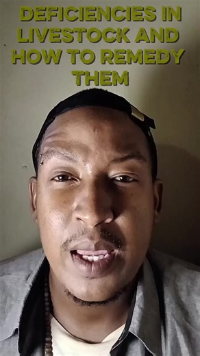 Understanding Pica in Cattle: Causes and Prevention