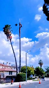 Cut down tall trees #oddlysatisying #satifingvideo #treewok #tree #giant #chainsaw #asmr #fypシ゚ | Agriculture Tips 88