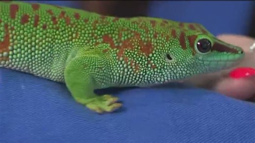 Rare and endangered geckos on display at new exhibit in East Williamsburg