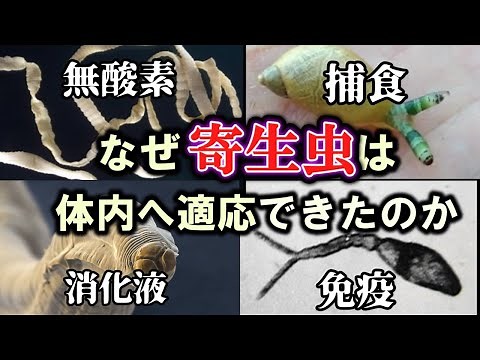 【ゆっくり解説】寄生虫の進化~体内で生きるという選択～