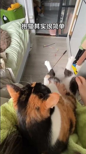 How to Hold a Cat: A Simple Guide with My Tricolor Kitten