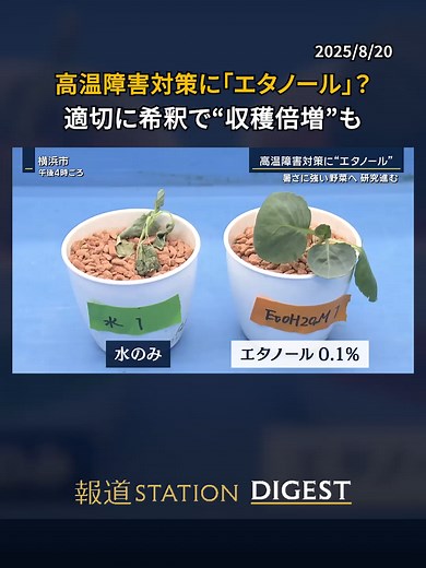 高温障害対策に「エタノール」？ 適切に希釈で“収穫倍増”も #報道ステーション #TikTokでニュース