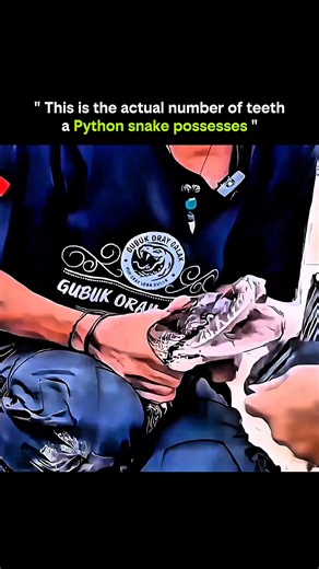 Knowledge Is Power on Instagram: "A python’s mouth hides far more teeth than most people ever imagine 🐍🦷 Pythons possess an astonishing number of teeth, often ranging between 60 to over 100, depending on the species and size. These teeth are not designed for chewing but for gripping and holding prey firmly in place. Curved backward like hooks, they prevent prey from escaping once captured. As pythons grow, they continuously replace lost or damaged teeth, ensuring their hunting efficiency remai