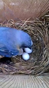 Bluebird incubating her white eggs 🐦🥚🤗 #wildlife #birdwatching #nature #birdhouse #birds | Nest Box Live