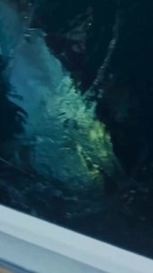 6.9K views · 95 reactions | Tuna time edit courtesy of Oceans East...