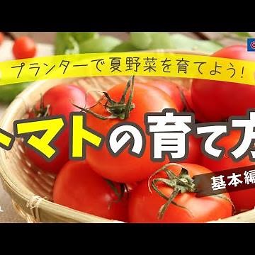 トマトの育て方(基本編)【プランター栽培】コーナン
