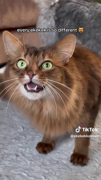 March 2025's Best Cat Compilation Videos