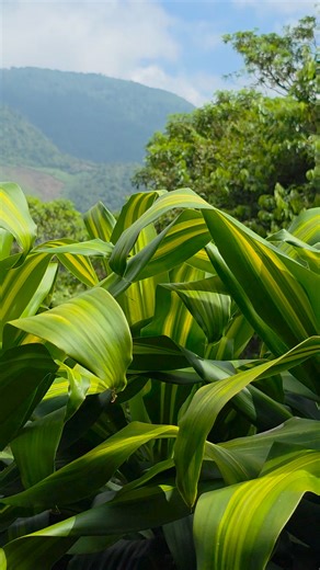 Yal Unin yul witz Santa Cruz Barillas | TV Konob' RAAP