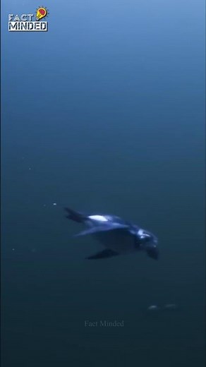 This Bird Swims Like A Fish