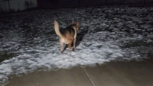 Dog slips on ice and looks back to check if anyone saw this