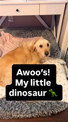 🦮Nauti on Instagram: "All his little howls has my heart exploding!! Sooo cute!! #dogsofinstagram #dog #fy #dogs #cute"