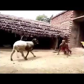 Man Vs Goat CRAM