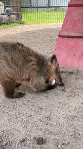 2.2K views · 14 reactions | Bear Den Zoo & Petting Farm on Reels | Facebook