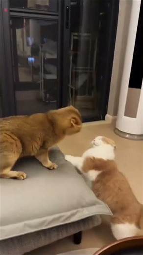 Funny cute cats 😀💞🐈‍⬛🐈 slatke zabavne mačke 🤗