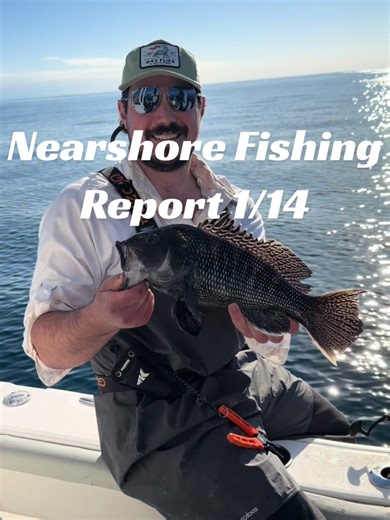 Nearshore Fishing Report 1/13 66 Black Sea Bass caught in total! Started in 40 ft and didn’t see the size we wanted, so pushed out to 60 ft and found plenty of keepers. We were picky about the ones we kept today, throwing back lots of 14 inchers. The BSB were caught on squid, live shrimp, but seemed to prefer fresh cut baitfish strips. Used a combination of Carolina and chicken rigs. The key to finding Black Sea Bass this time of year is identifying productive live bottom. Do your research on an