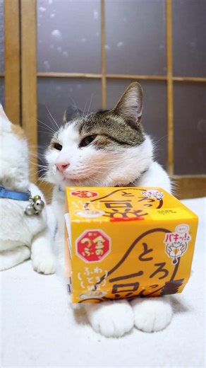 金のつぶ パキッ!とたれ とろっ豆 260324 #のせ猫 #cat #猫のいる暮らし #cute #ねこ #ネコ #猫のいる生活 #猫 #ねこのいる生活 #納豆