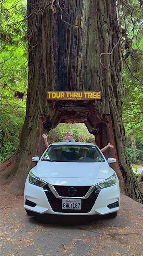 Which country has the world's largest tree?🌲