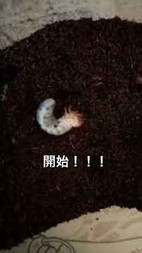 アクベシアヌスミヤマの幼虫飼って見た