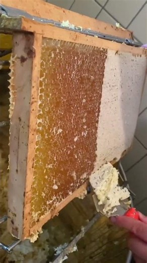 Honey harvesting 🍯😮